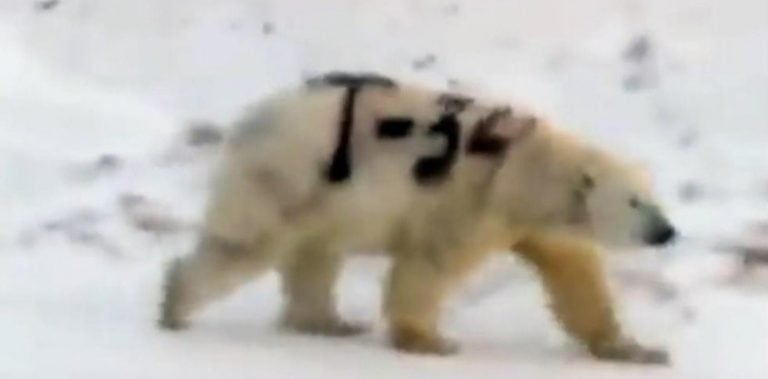 Un oso polar fue fotografiado con un grafiti en su cuerpo (Foto:Captura)