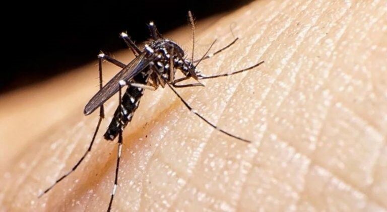 Mosquito Aedes Aegypti, potencial transmisor de dengue, zika y chikungunya. (Foto: archivo).