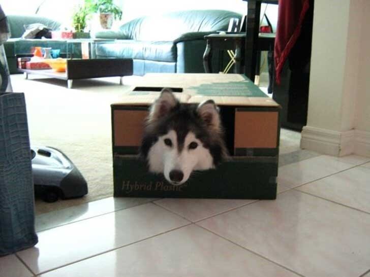 Esconderse dentro de cajas es un comportamiento propio de un gato. (Foto/Upsocl.com)