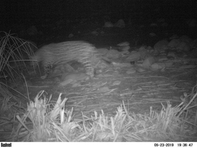 El pasado 23 de mayo el sistema de trampas fotográficas automáticas instalado en el yacimiento de Caimancito registró el paso de un ejemplar de yaguareté.