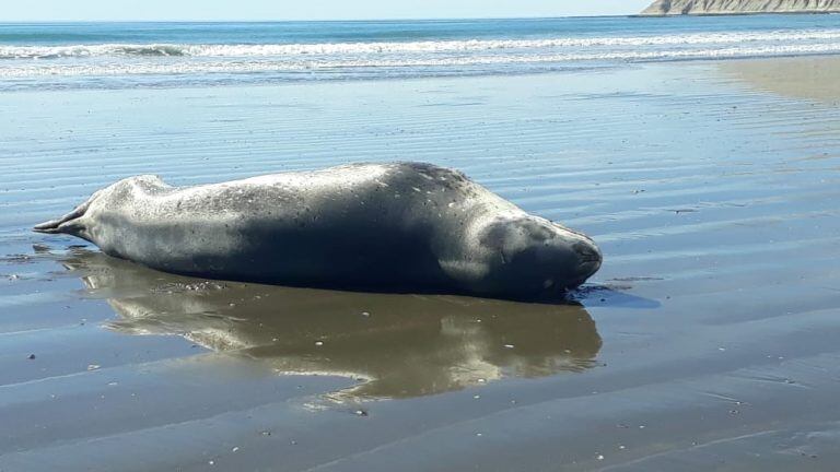 Foca Leopardo.