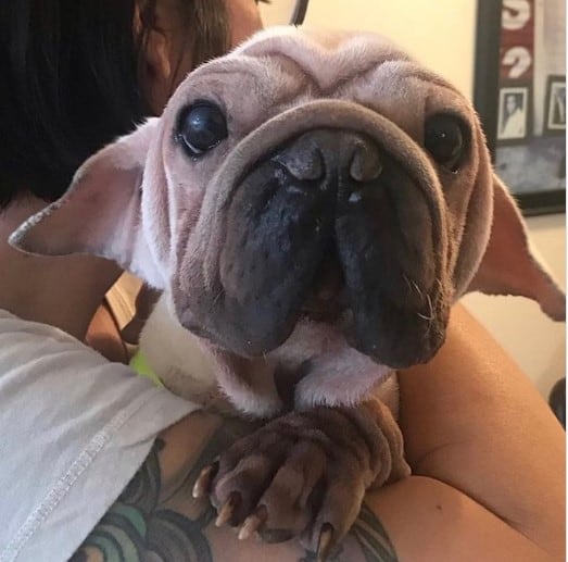 El cachorrito quedó en manos de Nikki Carvey, quien le abrió las puertas de su casa y le dio todo el amor posible.