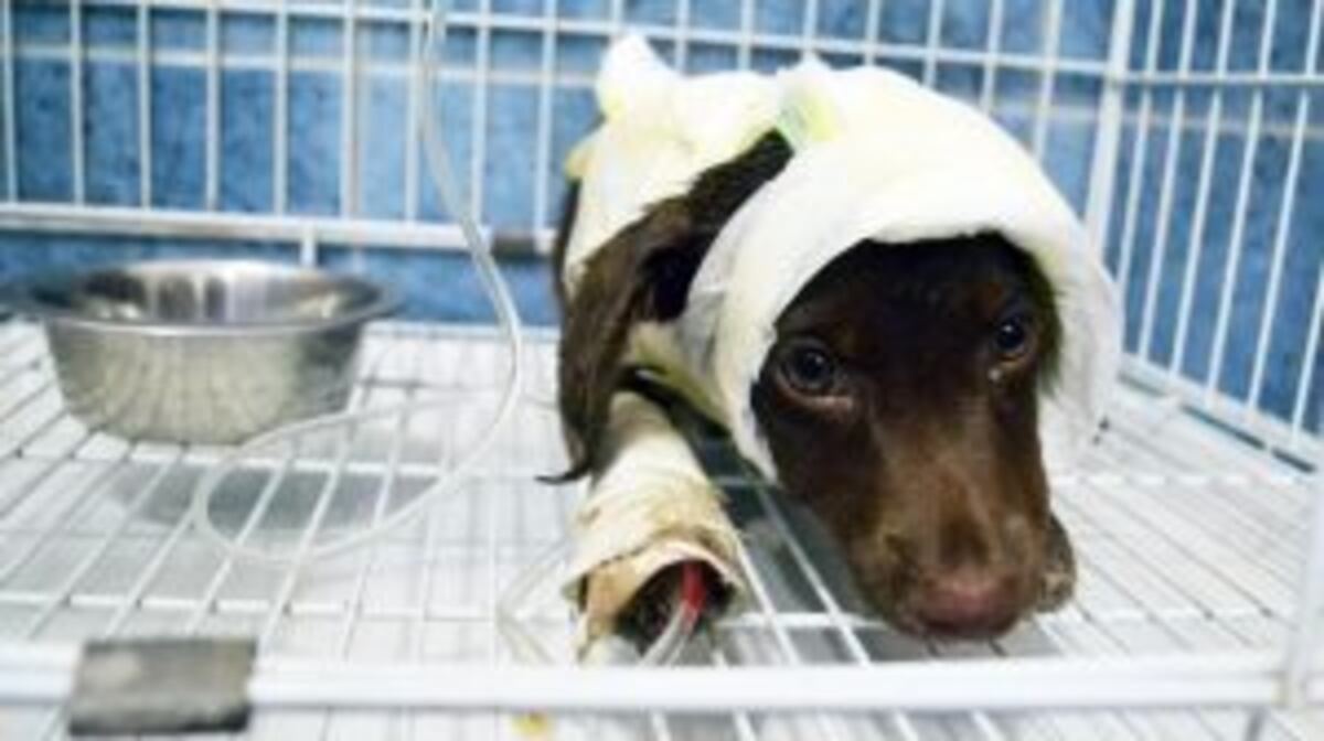 Rosario se suma al pedido de justicia por el perro Chocolate