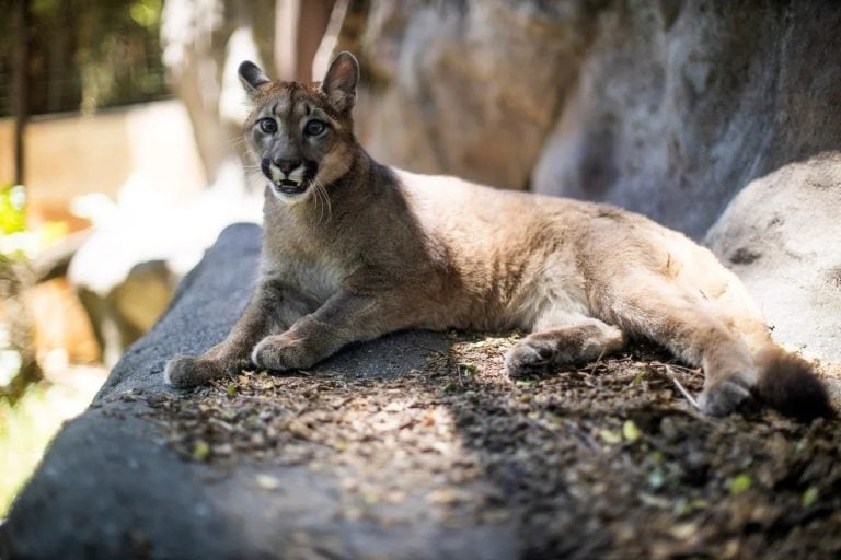 La nueva vida de Lola Limón en el Ecoparque (Foto: Clarín)