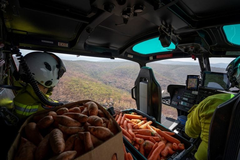 Arrojaron zanahorias para los animales afectados por los incendios en Australia (Foto: REUTERS)