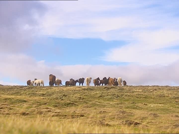 Cuadrilla de caballos en Malvinas