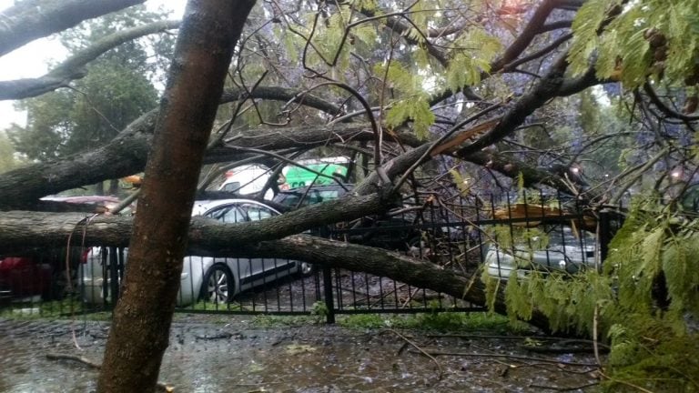 El jacarandá destrozó cinco vehículos estacionados en la plaza del Foro.