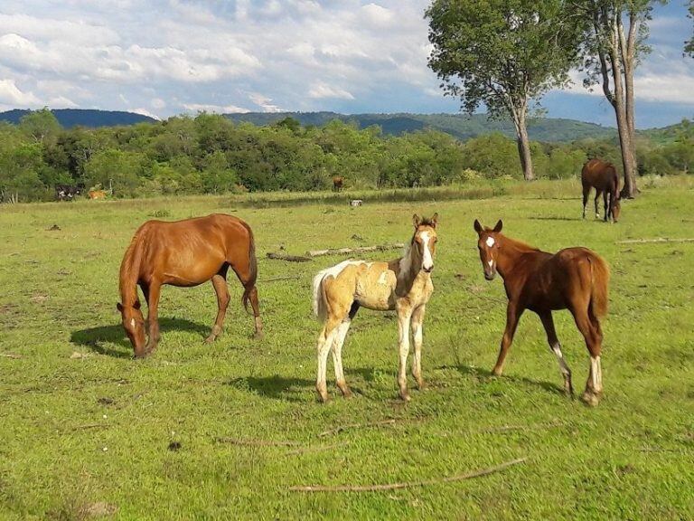 Cría de caballos pura sangre en Fachinal, Misiones