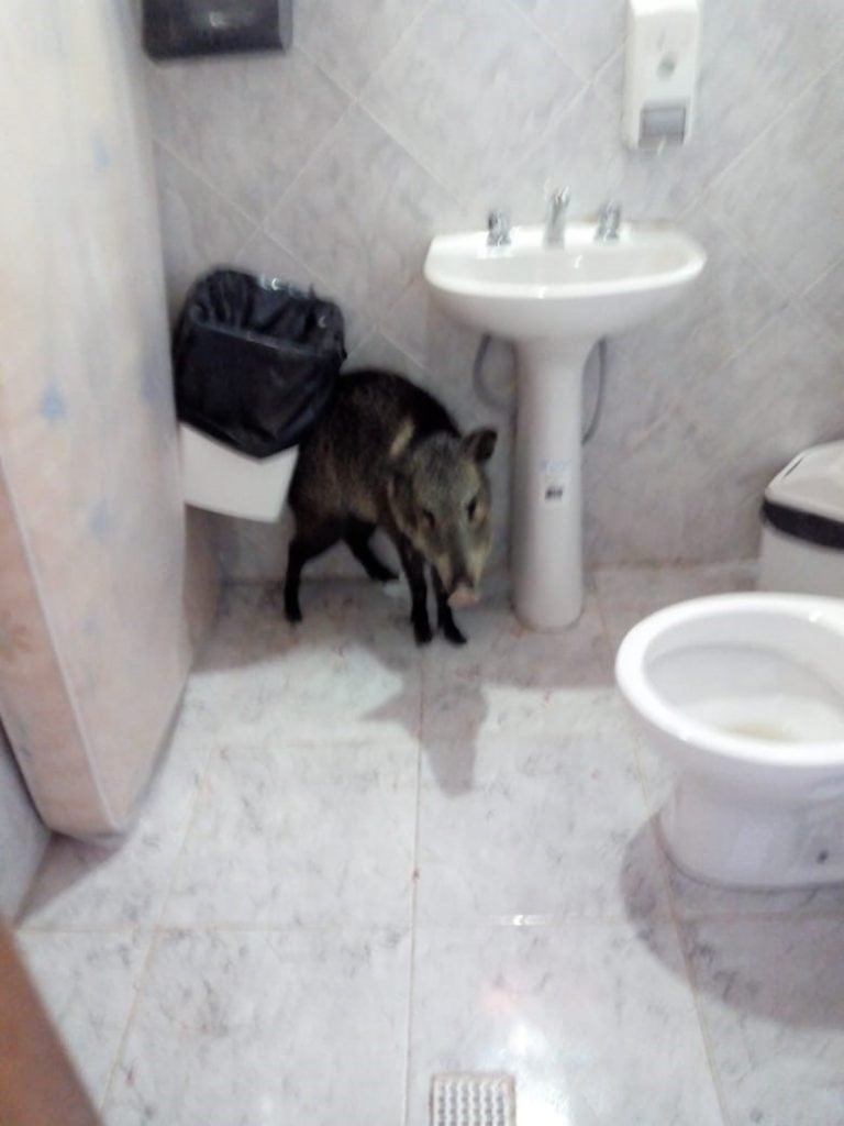 El pecarí de collar es un animal salvaje que se metió en el baño de la Municipalidad de Salsacate.