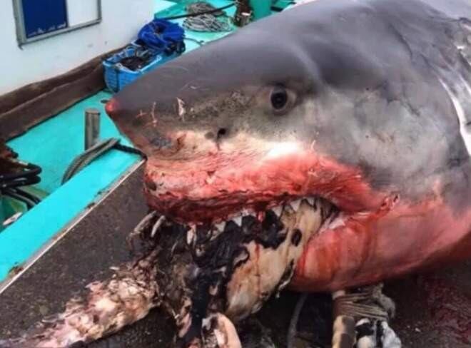 Tiburón blanco con la tortuga marina en sus fauces (Foto: Facebook Greg Vella).