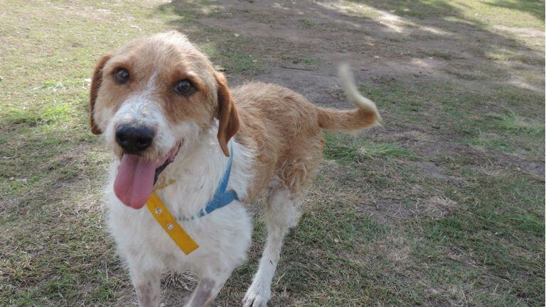 Argos, un perrito ya viejo y adulto que fue abandonado y que Patitas de Perros lo ofrece en adopción. (Patitas de Perro)