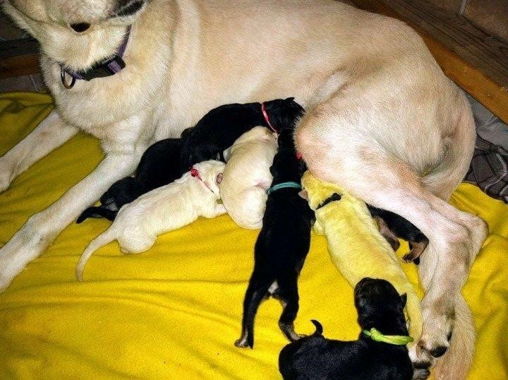 Nació un perro verde en EEUU (Foto:TN)