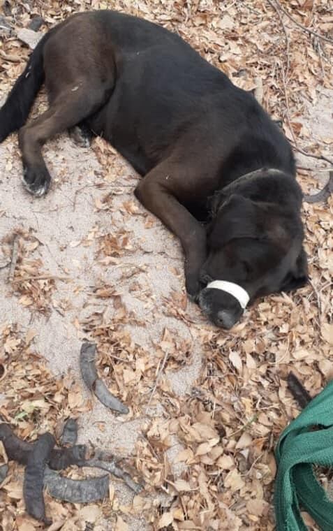 Así fue hallado a orillas del río San Antonio. (Foto: Facebook / Muni Mascotas VCP).