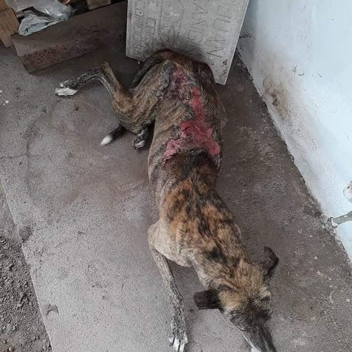 El galgo fue quemado con agua caliente en General Cabrera, Córdoba.