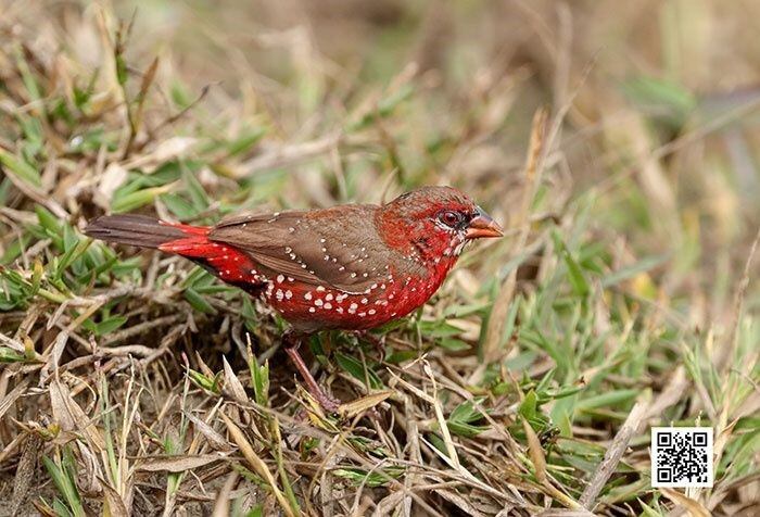 Unos pajaritos con plumas de tonalidad roja y puntos blancos se volvieron virales no solo por su belleza, sino por el increíble parecido que guardan con las fresas.