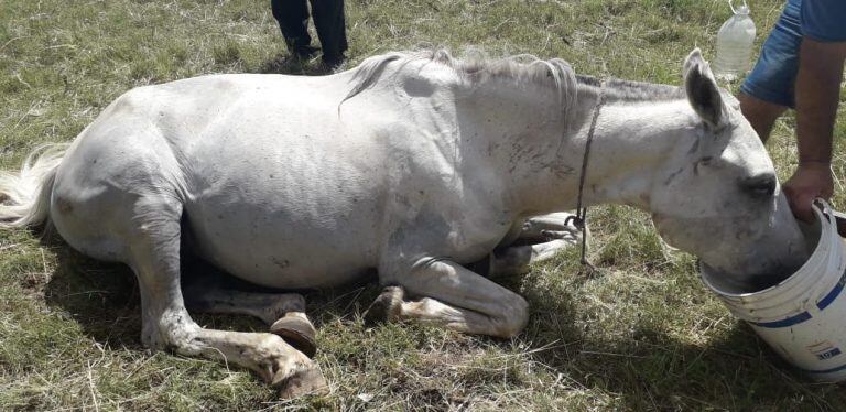 La yegua fue asistida por los vecinos (Foto: Policía)