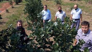 Calidad de los yerbales de la Cárcel de Candelaria sonde fabrican su propia yerba.