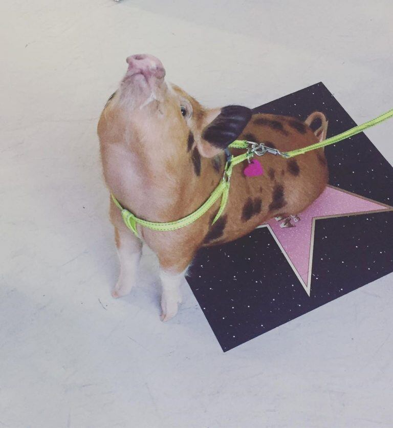 (Foto: Instagram/ #minipig)