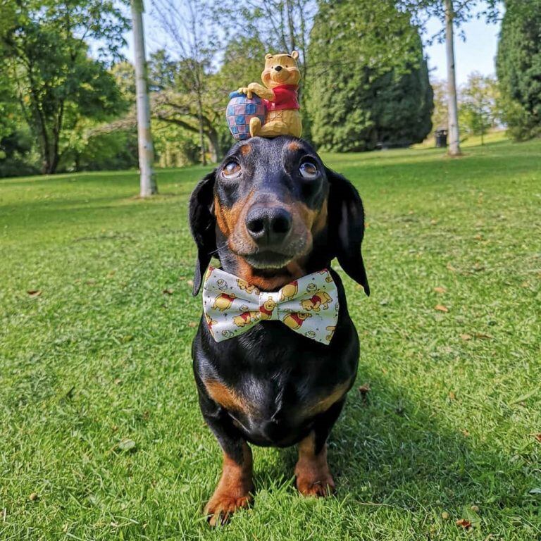 Un perro se hizo viral por hacer equilibrio con objetos sobre su cabeza