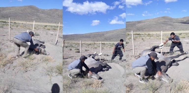 Mientras uno de los viajeros tranquiliza al animal, el otro corta el alambre para liberarlo.