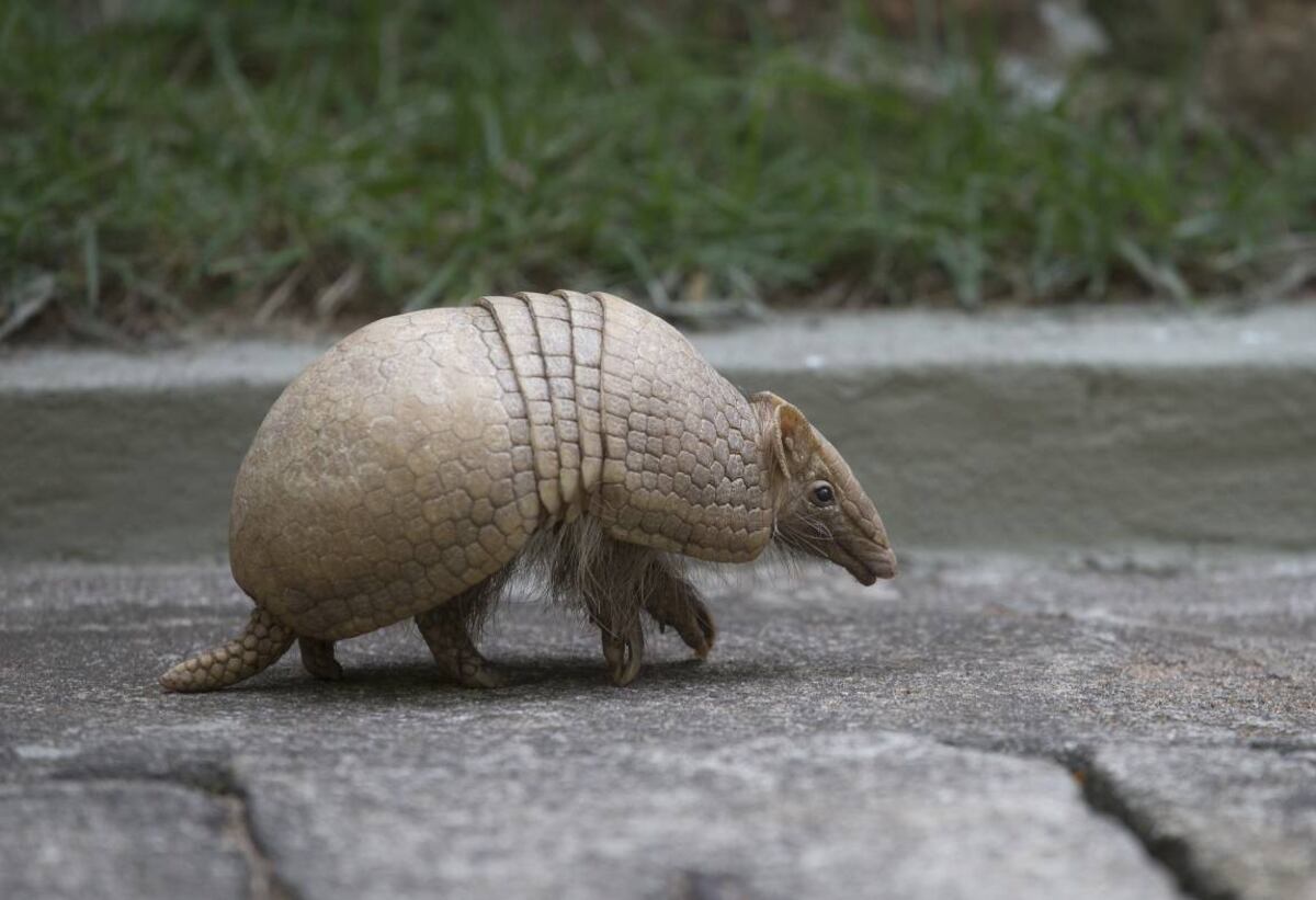 La Pampa: detectan un brote de Covid-19 en cuatro armadillos peludos