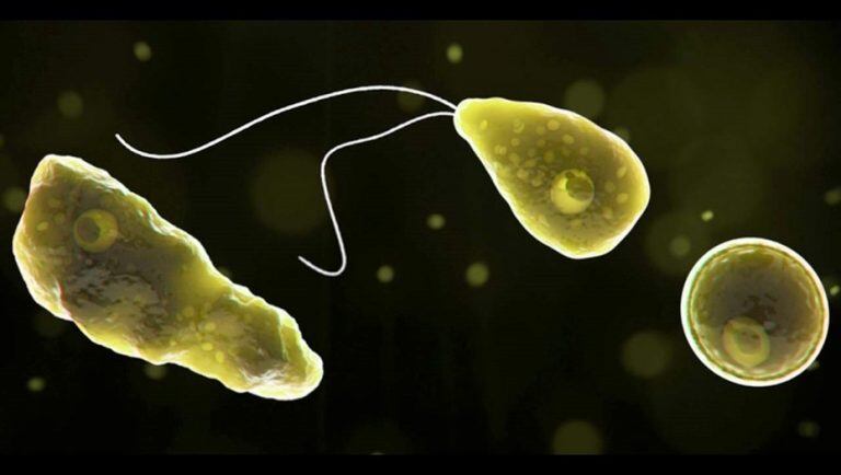 Naegleria fowleri