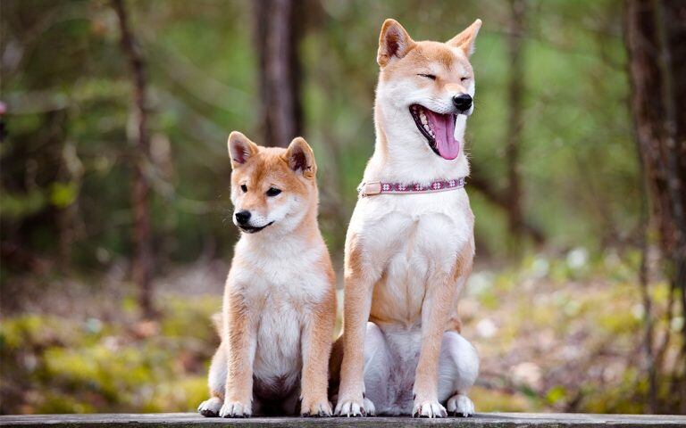 Shiba inu (Fotografía web)