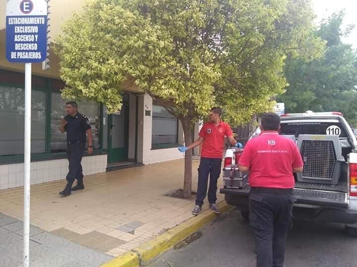 La agrupación k9 de los bomberos voluntarios se encuentra trabajando junto a los uniformados