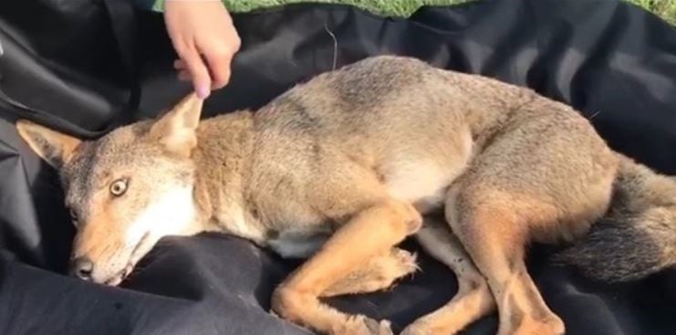 Una joven rescató a un perro herido pero resultó ser un coyote salvaje (Foto: Twitter)