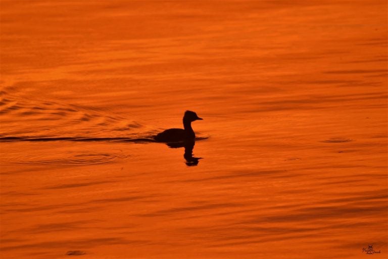 Atardecer en Miramar de Ansenuza - PH Hugo Giraudo