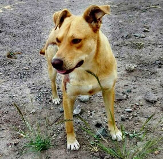 Simon estuvo cuatro meses internados en una clínica veterinaria.