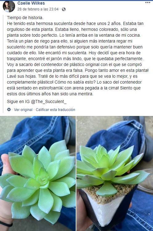 La publicación de la dueña de la planta. (Facebook)