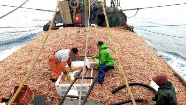 El langostino registró una baja del 9,6% con descargas por 144.283 toneladas.