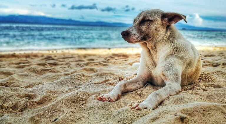 Cuidado de las mascotas para el viaje de vacaciones.