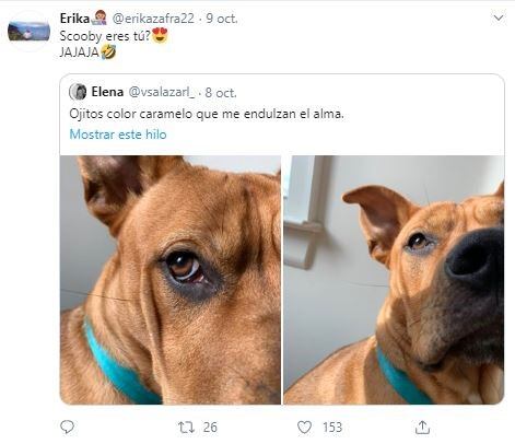 Furor en Twitter por un perro que es idéntico a Scooby-Doo (Foto: Captura de Twitter)