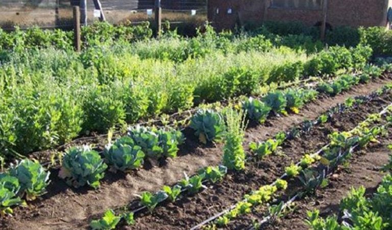 Las semillas que se recibieron en el vivero municipal son parte del Programa Pro Huerta del INTA.