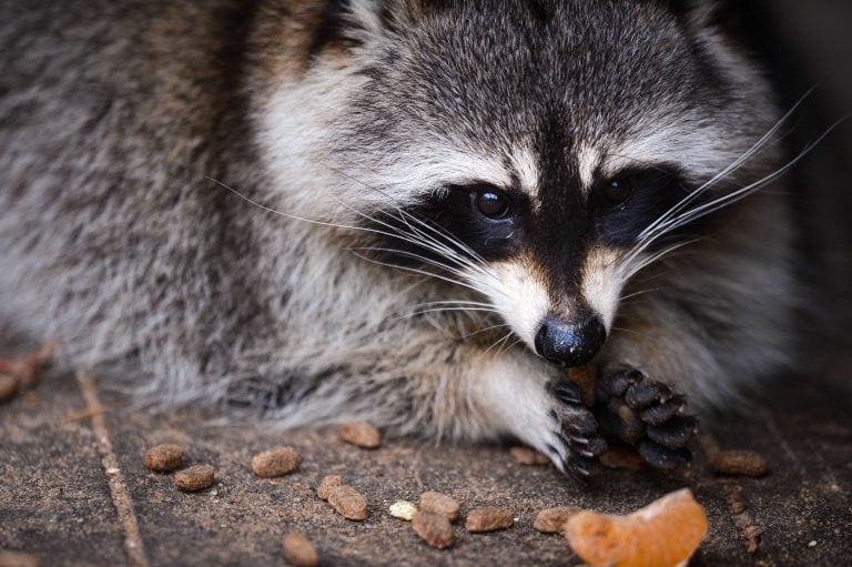 Mapaches rabiosos (Foto: AFP David Ebener)