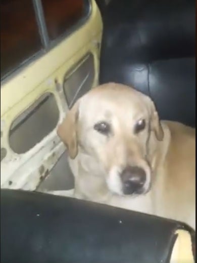 La secuencia del matrato de Boby, el perro obligado a arrojarse desde un auto en movimiento.