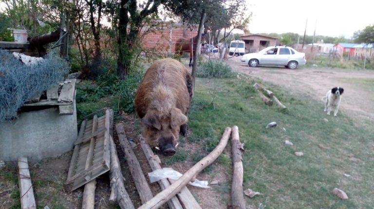 Rescataron a un cerdo de un pozo