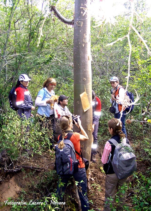 La flor y árbol provincial de Salta: Estudiantes universitarios observan el tronco de un palo de papel (Lázaro J. Novara)