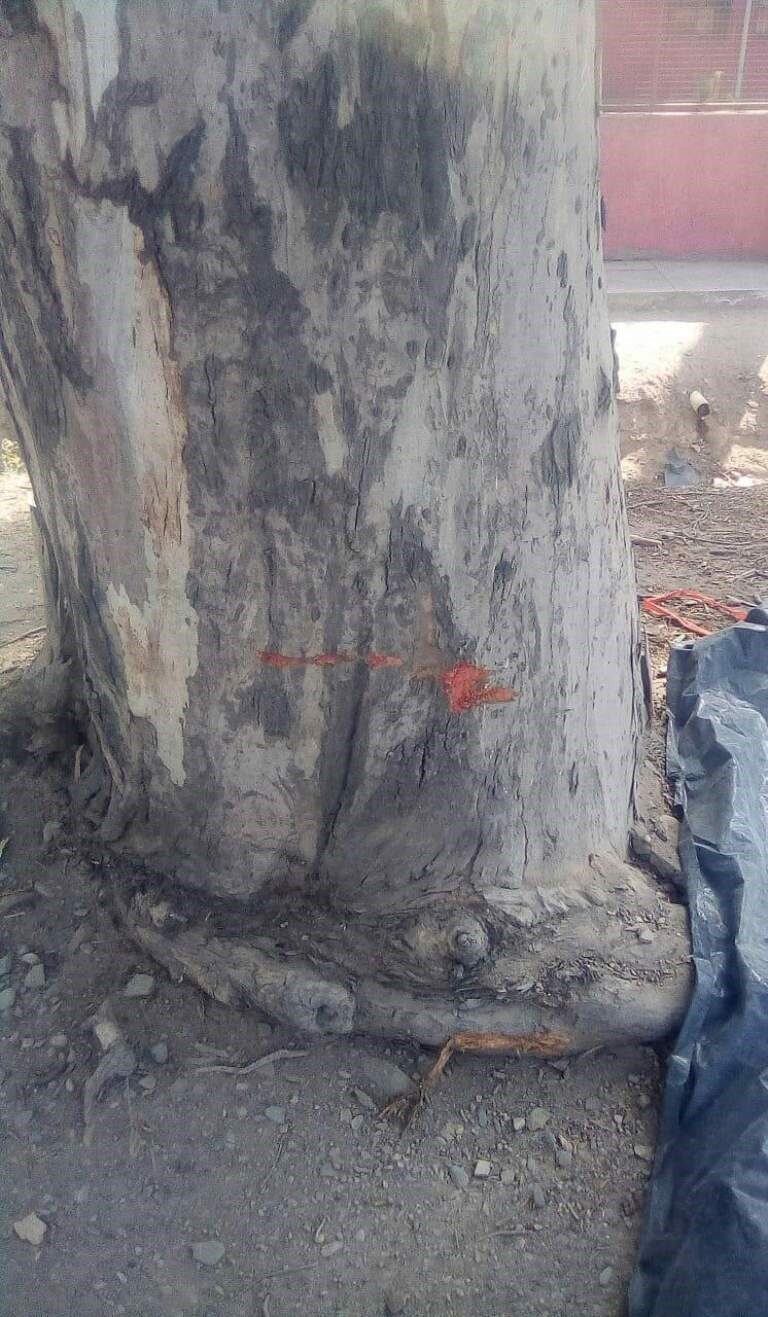 Después de perder el control de su moto, Ruarte se estrelló contra un árbol.