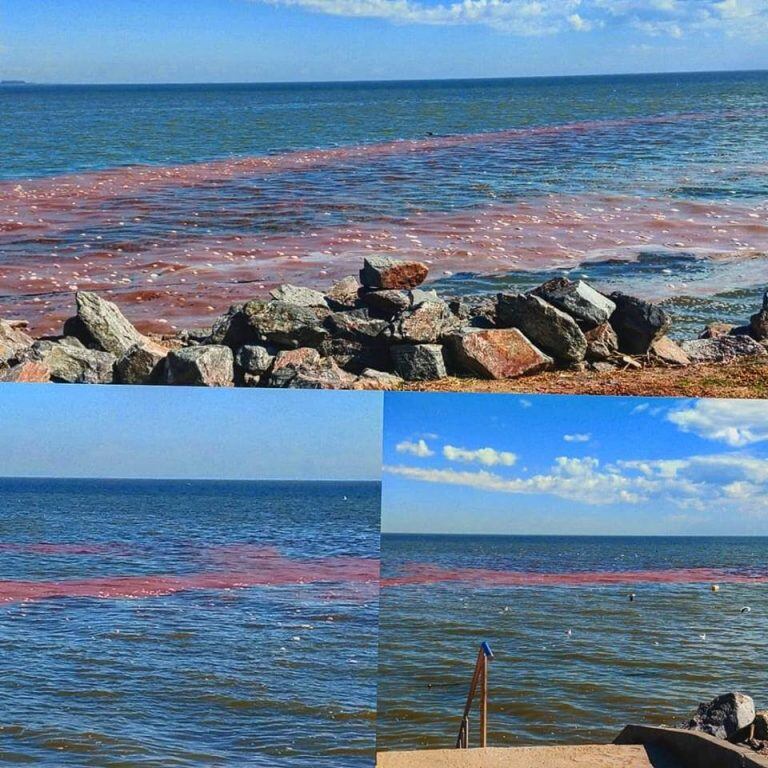 Artemia en Miramar de Ansenuza