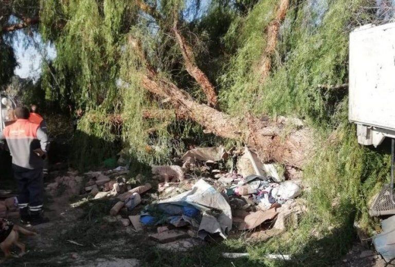 Mujer murió aplastada por un árbol en el campo papa por el zonda