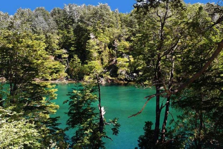 Bosque andino patagónico. Imágen Ilustrativa.