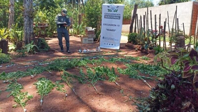 Puerto Iguazú: tras allanamiento, incautan plantas de marihuana en una vivienda.