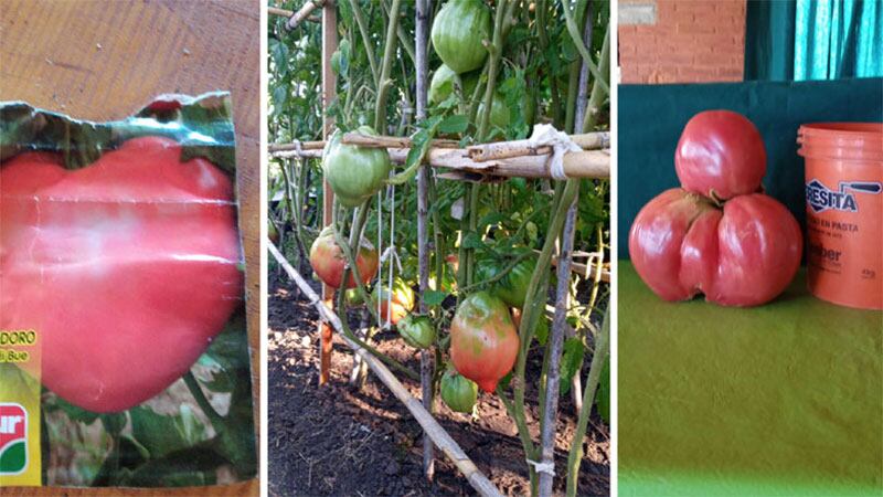 Cosechan tomate gigante en Entre Ríos