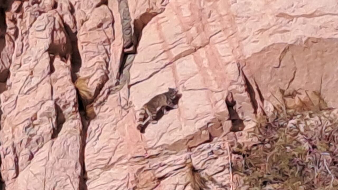 Nuevas apariciones del Fantasma de los Andes: impactantes fotos y video de un ejemplar en peligro de extinción. Foto: Gentileza Cristian Gicconofri