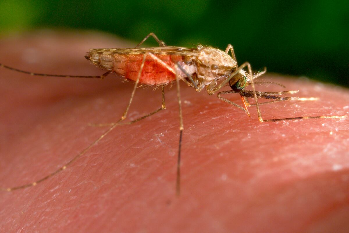 El truco definitivo para espantar a los mosquitos sin repelentes tóxicos