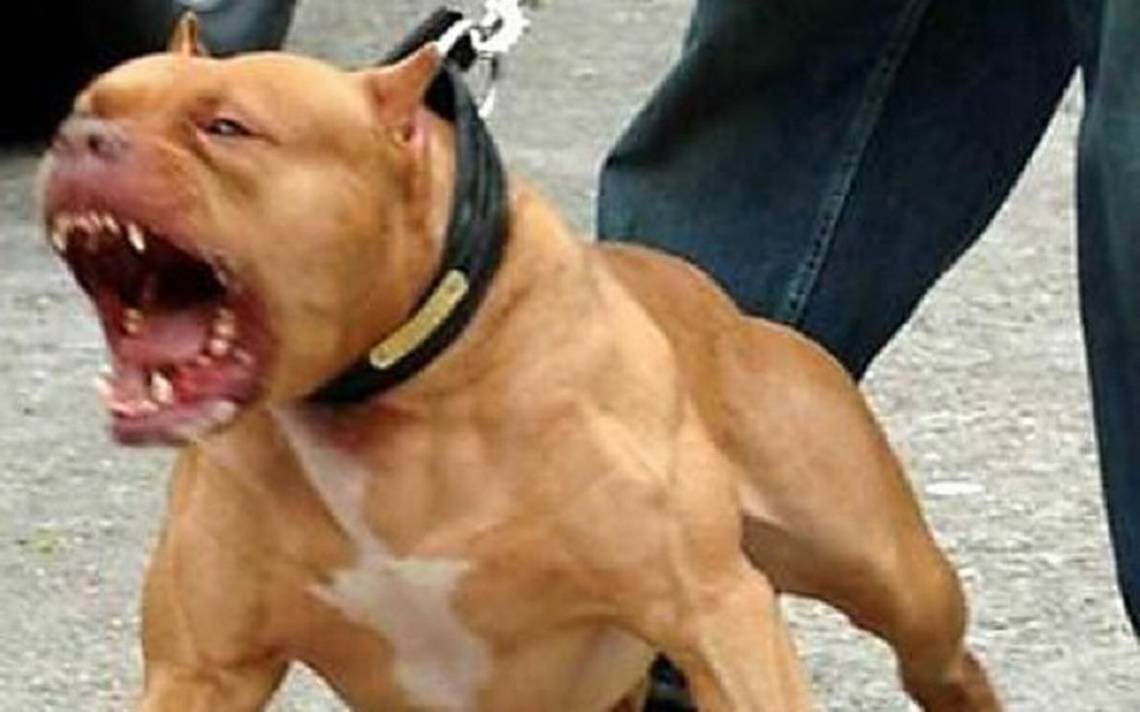 El pitbull que asesinó a la nena en Paso de los Libres fue sacrificado mientras la atacaba.