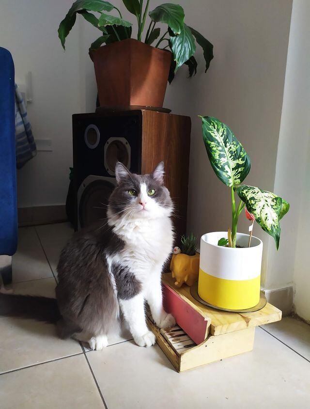 El felino aprendió a tocar el piano de juguete para pedir comida.